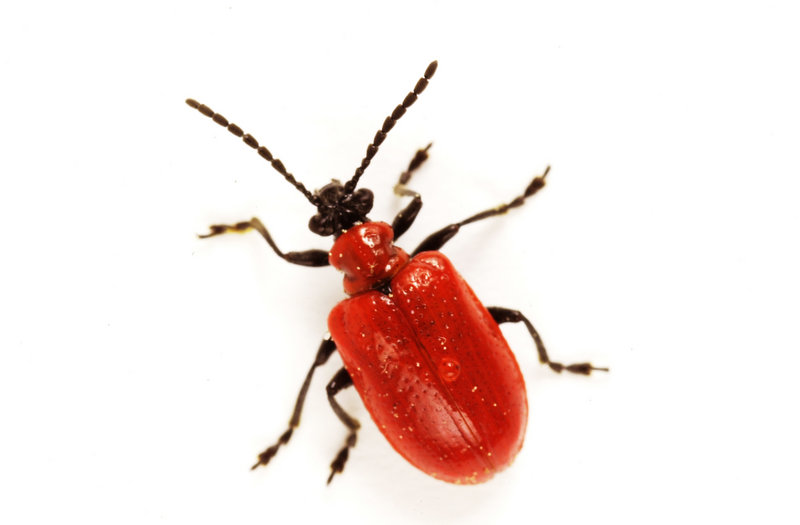 If you know when beetles lay their eggs, you can avoid population explosions the next year.