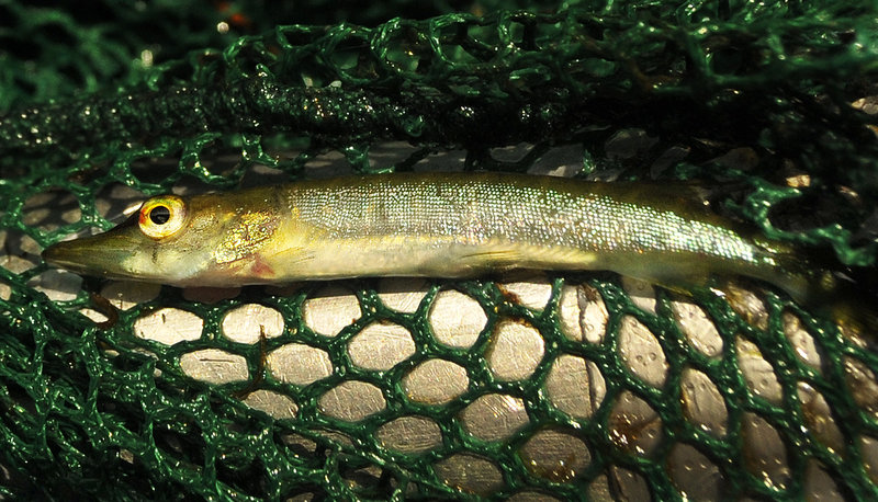 In the search for northern pike in Pushaw Stream, biologists were only able to net the pike’s cousin, pickerel. Nels Kramer of Inland Fisheries and Wildlife said the two fish are cross-breeding.