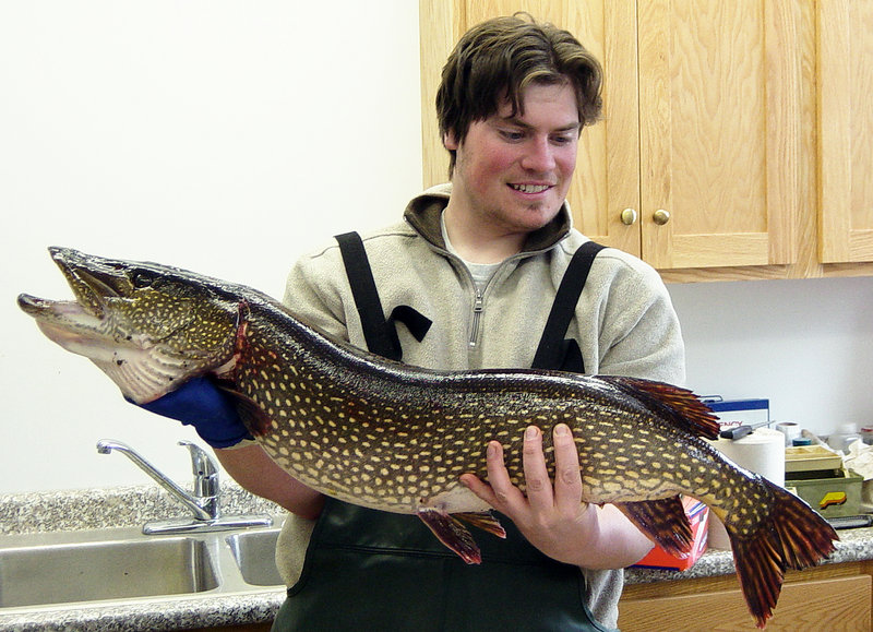 Joshia Kuester, a contractor for the state, hoists a 17-pound northern pike he nabbed in a trap net in Pushaw Stream in April.