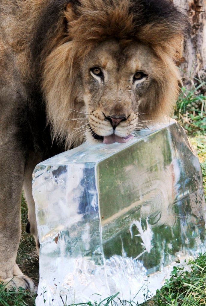 Zenda, a 5-year-old African lion, keeps cool Wednesday at the Brookfield Zoo in Brookfield, Ill., thanks to a 200-pound block of ice. Meteorologists say the “heat dome” over much of the nation is unusually large and longlasting, and may endure for up to 10 days.