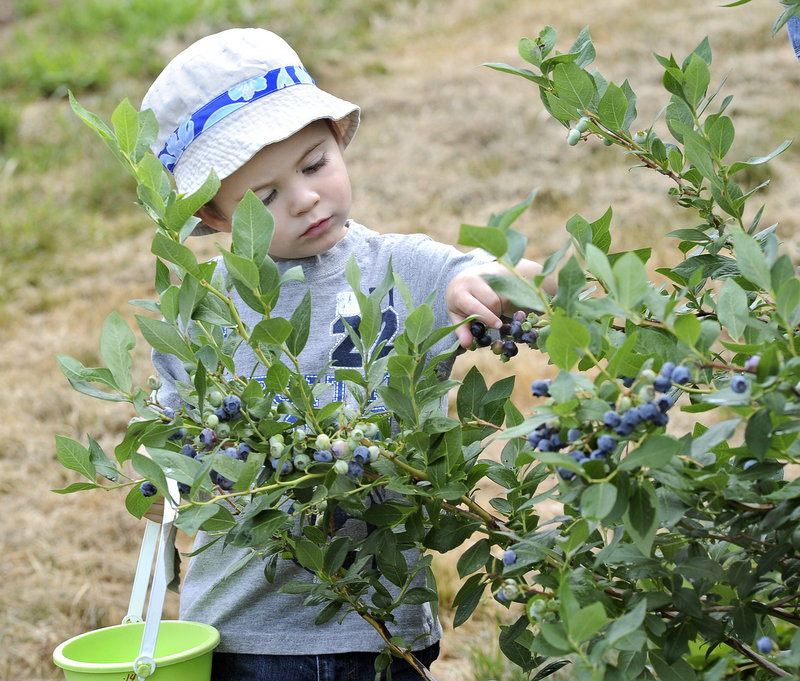 Owen Jolley, 2, picks blueberries with his mother Lindsey on Saturday at Libby & Son U-Picks in Limerick.