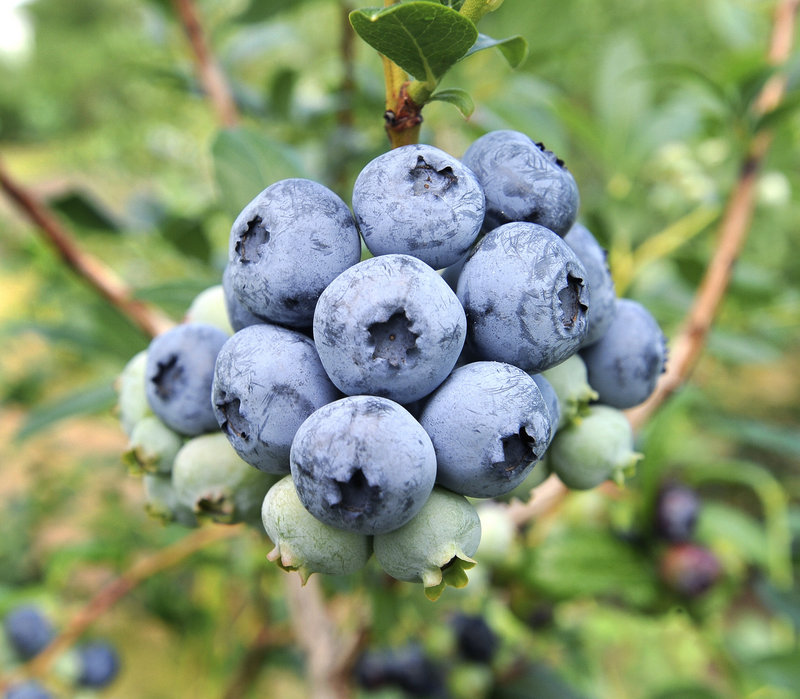 Growers report healthy highbush blueberry crops.