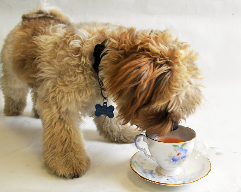Odie checks out Wild Maine Blueberry Dog Tea before lapping up a cupful.
