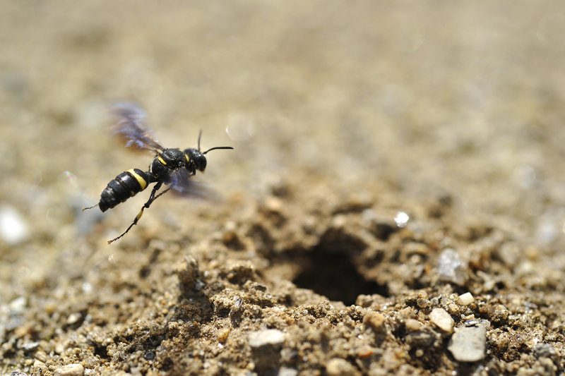 The Cerceris fumipennis wasp, which is native to Maine, was found nesting Wednesday at a Freeport baseball field.