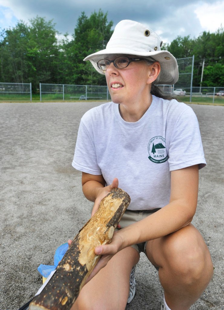 Colleen Teerling, an entomologist with the Maine Forest Service, shows an example of the damage that an emerald ash borer can do to an ash tree, eventually killing it. The beetle is much easier to control if its presence is detected early. “It has the potential of wiping out every species of ash on the continent,” Teerling said.