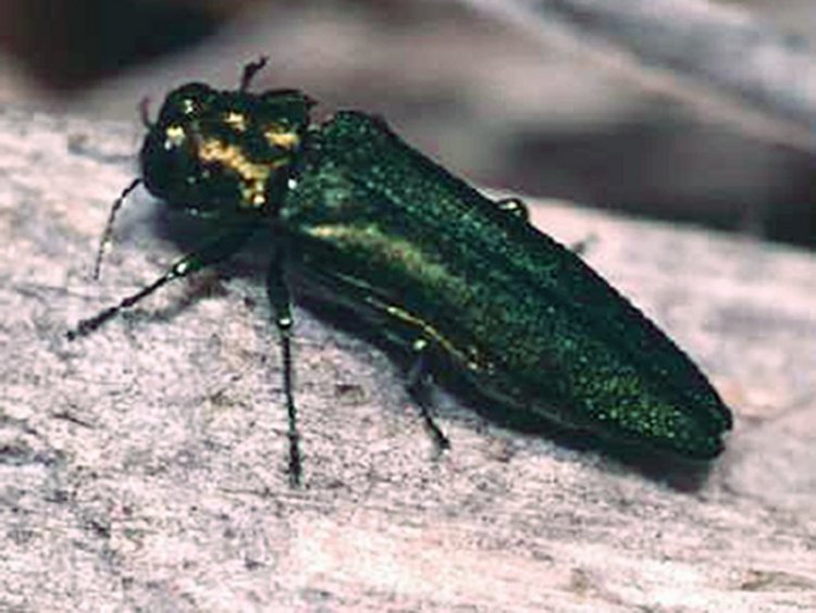 An emerald ash borer
