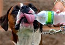 Keeping dogs hydrated is an important part of hot-weather pet care, a reader says.