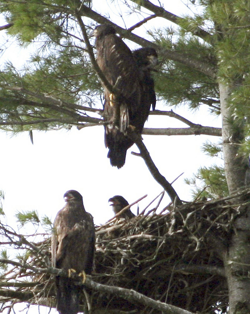 Four bald eaglets occupy a nest on Swan Island in the Kennebec River near Richmond. There have been only three other cases documented in the U.S. of four in a single nest.