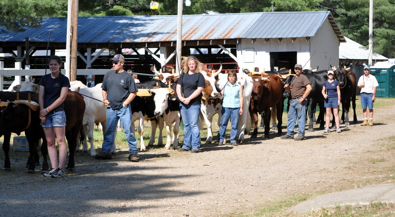 Several teams of oxen will work at "Back to the Past" in Harrison this weekend. The group will head to Kentucky in November. The oxen are tended by, from left, Marissa Winslow, Jason Sanborn, Kelsey Sanborn, Dottie Bell, Dan Boutot, Kim Winslow and Mark Winslow.