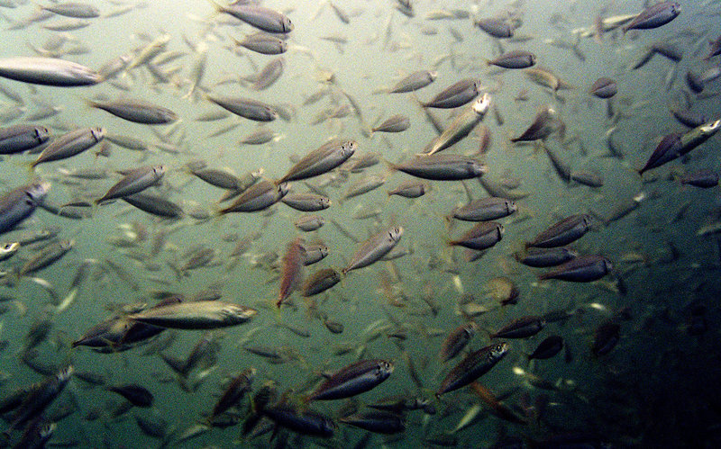 A school of menhaden swim not far from the Chesapeake Light off the coast of Virginia Beach, Va. Thirteen coastal states from Maine to Florida have banned the Omega Protein company from harvesting menhaden in their waters.