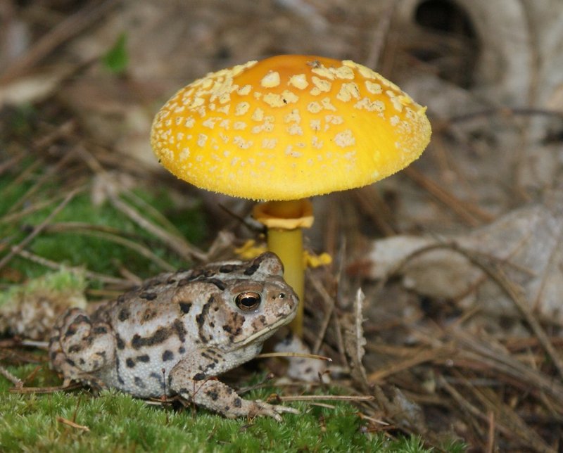 If you've always wanted to collect your own edible mushrooms but don't feel confident, spend Aug. 14 with Greg Marley. The noted Maine mycologist will lead you through a fun and informative class to help you build skills and confidence in identifying mushrooms. The class runs from 9 a.m. to 3:30 p.m. at Merryspring Nature Center in Camden. Preregistration is required, and class size is limited. To register, call 236-2239.