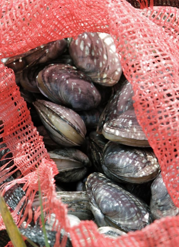 Freshly dug clams in Brunswick are about to be sent to the market on Wednesday. Maine and the rest of New England have had a second straight year of mild red tide outbreaks.