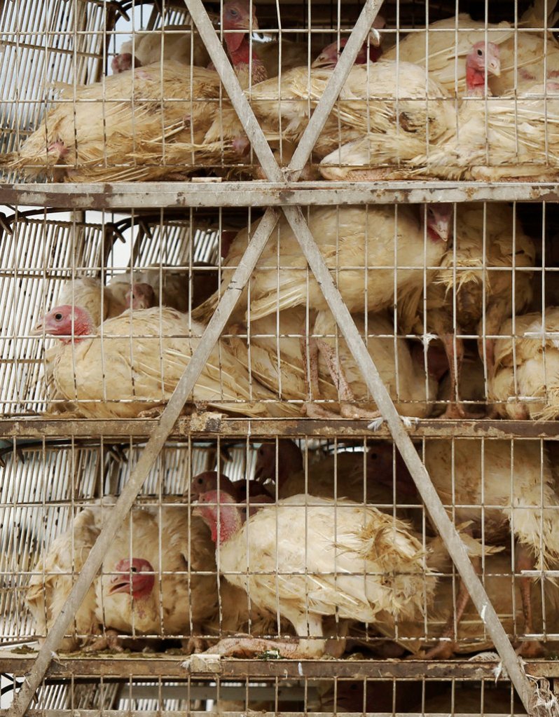 Caged live turkeys arrive by truck at the Cargill turkey plant in Springdale, Ark., on Thursday. Ground turkey processed at the plant has been linked to a salmonella outbreak in 26 states.