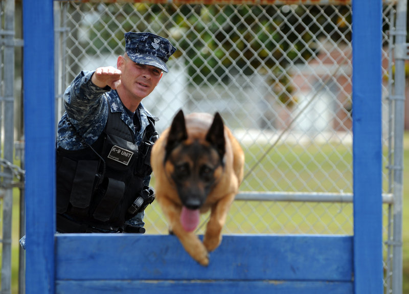 Master at Arms Kris Thompson of Saginaw, Mich., puts Marco, a Belgian Malinois, through a training exercise in Pensacola, Fla. Thompson, the kennel master at Naval Air Station Pensacola, has used the Navy Credentialing Opportunities On-Line program to help him prepare for civilian life after serving in the Navy.