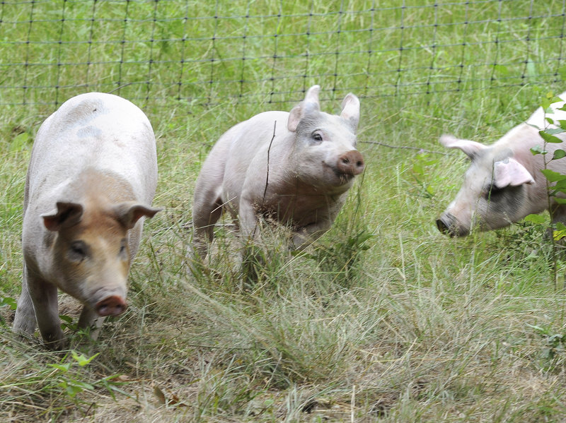 The Miyake Farm in Freeport is also home to chickens, guinea hens, turkeys, ducks and these happy pigs.