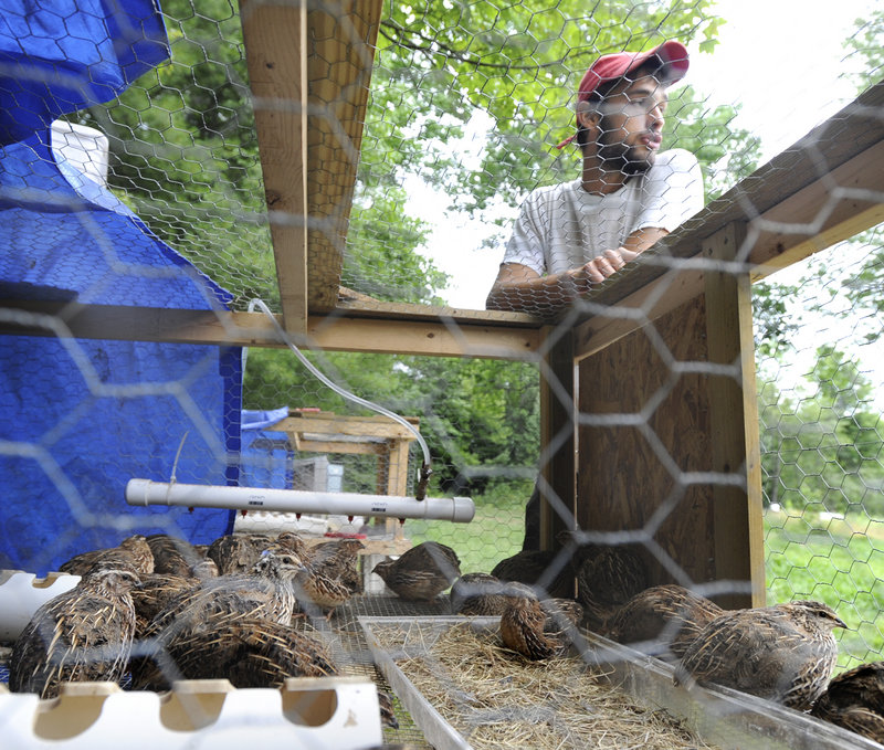 Chad Conley, seen here with quail chicks, manages the Miyake Farm in Freeport.