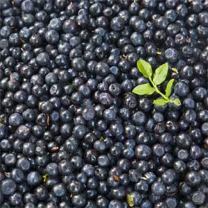 It's blueberry season, which means it's blueberry festival season. They're happening in Kennebunk and Winslow on Saturday and in Rangeley on Aug. 18.