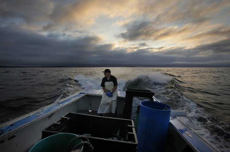 Howard Gray, 77, sits in the stern of his lobster boat while his son Charlie is at the helm. The law allows Charlie Gray, an apprentice who is on a long waiting list to get his own lobstering license, to fish on his father's boat as long as his father is aboard. "If I don't come out, he can't come out," says Howard Gray. The Grays have lobbied the Legislature for a change in the rules.