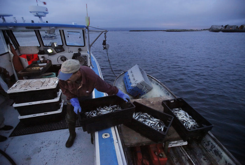 Charlie Gray hauls crates of herring aboard his father s lobster boat, which is moored in the Scarborough River off Ferry Beach in Scarborough.
