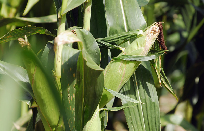 An ear of corn matures on the stalk near Elkville, Ill. The USDA on Thursday lowered its estimates of corn, soybean and spring wheat yields by 4.1, 5.2 and 5.2 percent, respectively. Consumers can probably expect food and biofuel prices to rise.