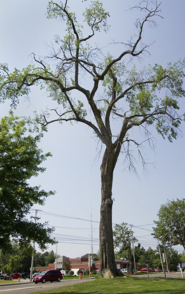 Elsie the Elm on Oak Hill in Scarborough will be cut down Oct. 15.