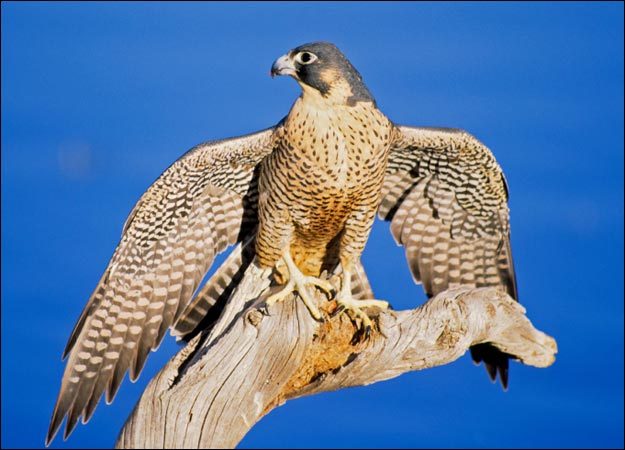 Meet a peregrine falcon and learn about these fast fliers at 5:30 p.m. Saturday when the Swan Island Wildlife Management Area in Richmond hosts Larry Barnes, a licensed falconer. Ferries leave the Richmond riverfront for Swan Island at 9 a.m., 1 p.m., 3 p.m. and 4:30 p.m. on Saturday, by reservation only, giving visitors time to explore the island before Barnes’ presentation. The admission fee is $8. There’s a returning ferry at 7 p.m. after the event. Please register for the peregrine program by calling 547-5322. For more information about Swan Island, go online to www.maine.gov/ifw/education/swanisland.
