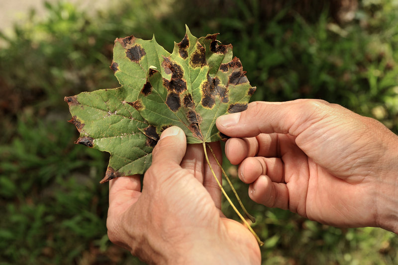 Tar leaf spot disease can affect all of Maine’s maple trees but it can be most damaging to Norway maples, shown here.