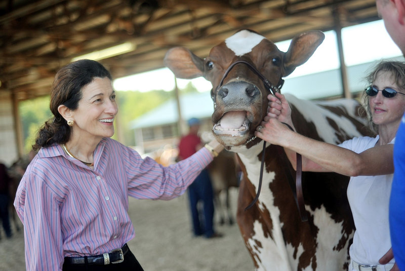 U.S. Sen. Olympia Snowe handles an award-winning Holstein cow while courting voters at the 193rd Skowhegan State Fair on Wednesday. “No one wants to govern anymore. They just want to fight; it’s all about politics,” said Snowe, a Republican who may face a primary challenge in her own party next year but enjoys considerable support among Democrats.