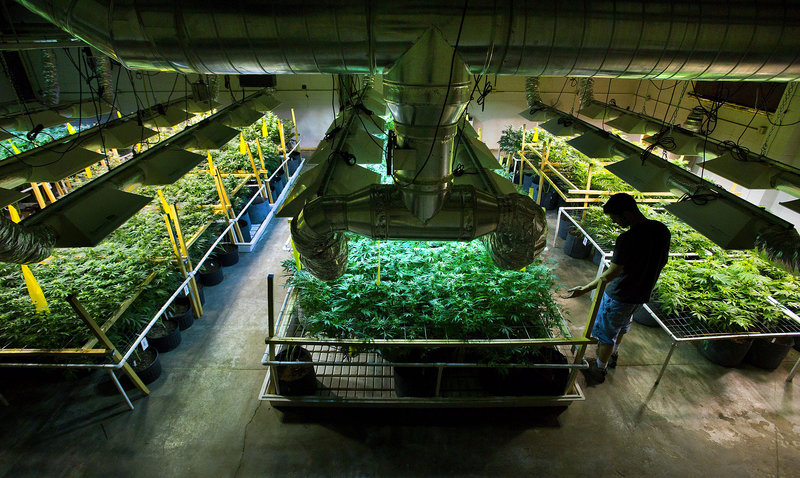 Ryan Milligan tends to the plants he grows at the Greenwerkz facility for sale to medical marijuana dispensaries in Denver.