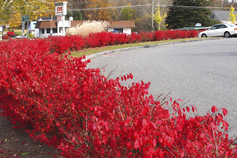 Burning bush produces thousands of seeds and makes such dense thickets that other plants have trouble competing.