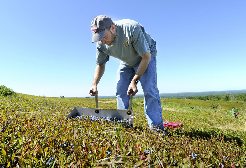 Reporter Ray Routhier puts his back into it, as he uses a rake to pick blueberries at Hart's Clary Hill Farm in Union.