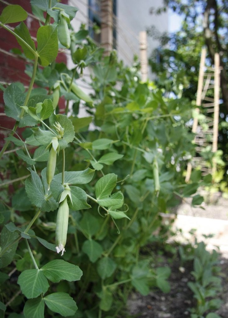 Sugar snap peas grow with other vegetables outside a Portland day care center that uses the produce in the children’s meals.