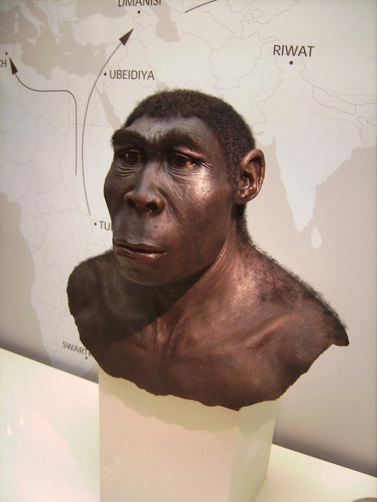 This photo shows a reconstruction of Homo erectus at Germany's Westfälische Museum in Munster.