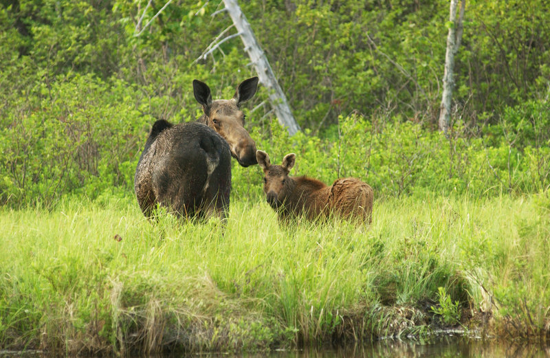 A cow moose and her calf keep a wary eye on passing canoeists on Kidney Pond in Baxter State Park.