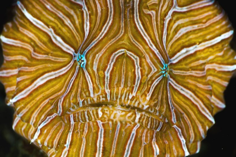 A psychedelic frogfish smiles for the camera. Scientists who looked at the ratios of species to broader groups believe Earth’s species number 8.7 million.