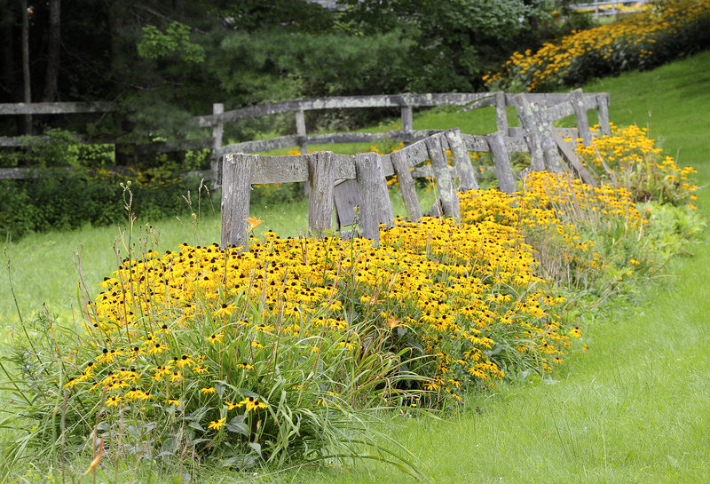 Black-eyed Susans crowd an old fence along Deering Road in Gorham on Wednesday.