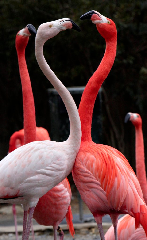 Two American flamingos spar during a courtship display at the National Zoo in Washington, D.C. Officials say the zoo’s flock of 64 flamingos seemed to sense Tuesday’s quake in advance, clustering nervously before the ground shook. “Animals seem to know,” says primate keeper K.C. Braesch.