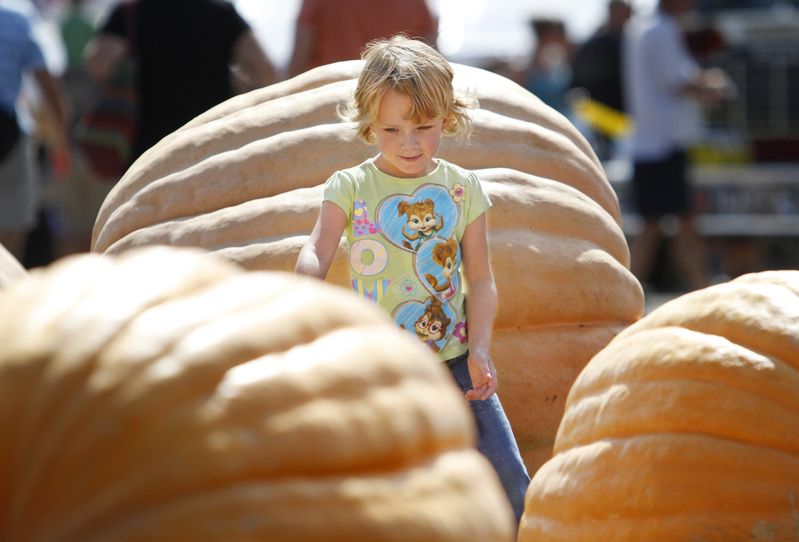 Shyla Gailey, 5, of Westbrook checks out the large pumpkins entered in the 24th annual pumpkin and squash weigh off during opening day of the Cumberland County Fair today.