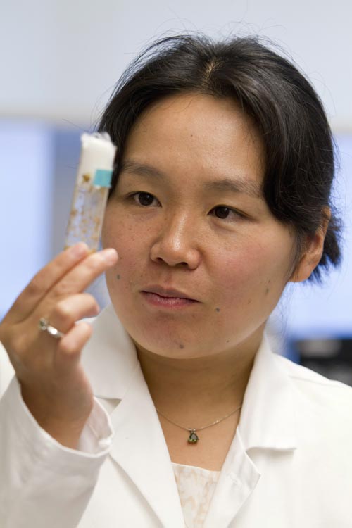 Yukiko Yamashita, 39, is a University of Michigan Medical School assistant professor and developmental biologist studying stem cell division.