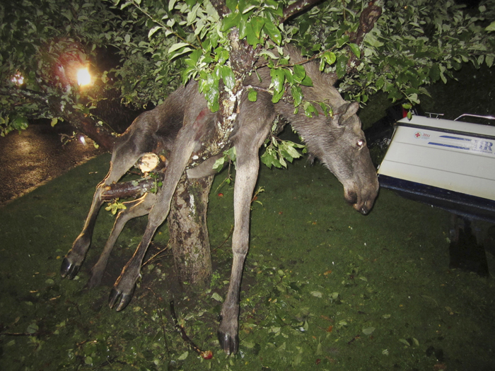 Seemingly intoxicated moose entangled in an apple tree in Goteborg, Sweden.