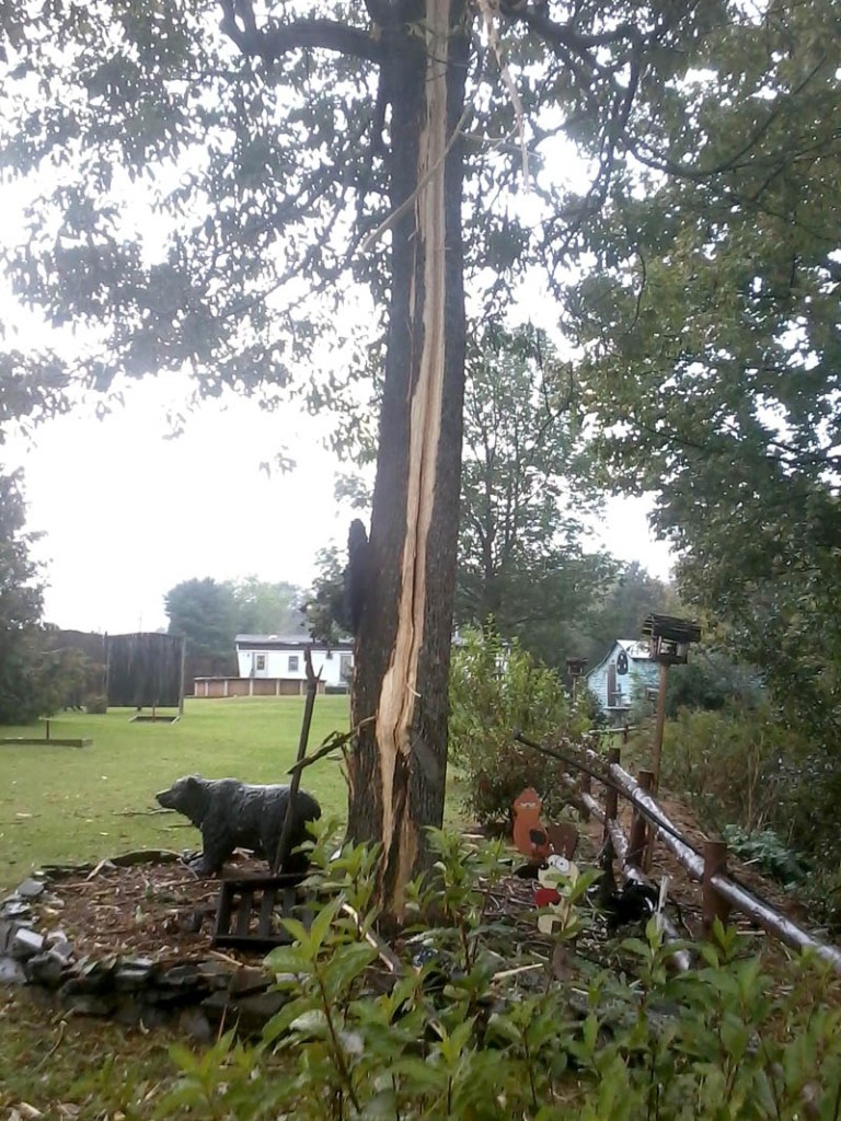 Contributed photo Tammy Gagnon said a lightning strike around 12:30 p.m. knocked a strip of wood out of one of her backyard trees on Sadler Drive in Sidney. She said nothing else was damaged from the strike.