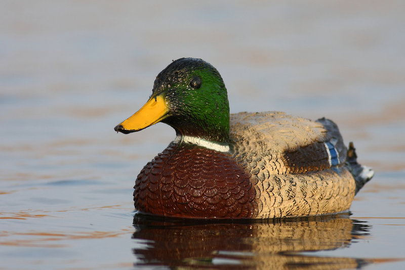Before floating the duck decoys, the first hurdle is to understand some of the state’s hunting regulations.
