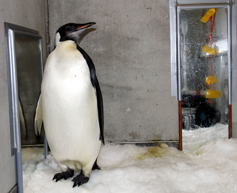 Happy Feet, an emperor penguin, is seen in his room last month at the Wellington Zoo’s hospital. The bird was nursed back to health at the zoo after being found on a beach in New Zealand in June.