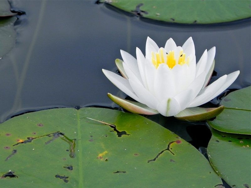 A fragrant waterlily is among acres of water plants in the northern part of the pond.