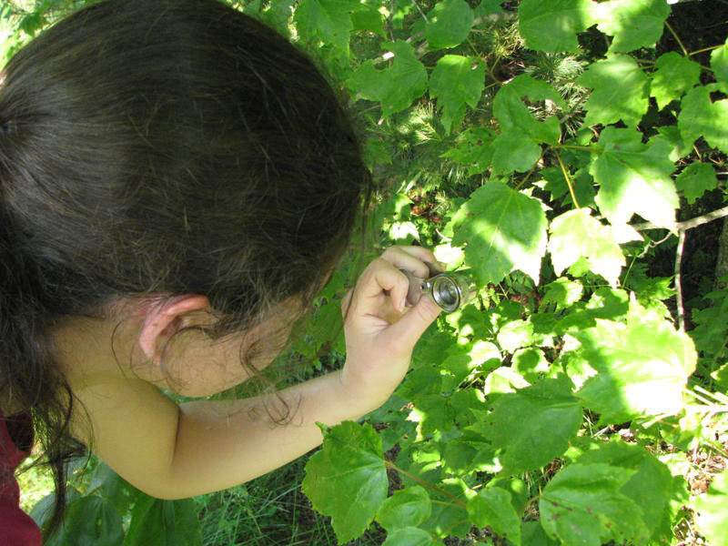 A 13-year-old citizen scientist uses her loop to watch insects in a maple tree she’s been observing.
