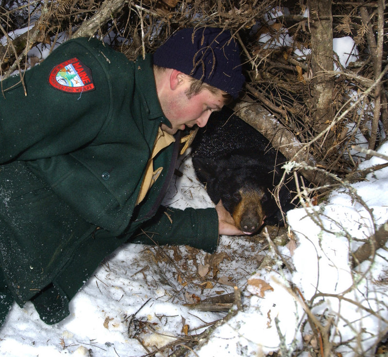 A state biologist prepares to put a new radio collar on a drugged female bear during a past winter den check.