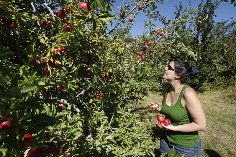 Marjorie Gallant of South Portland picks apples at Terison Apple Orchard in Cumberland.