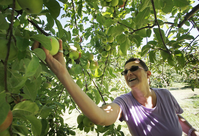 Angela Delorme of Auburn picks a winner at Terison Apple Orchard in Cumberland.