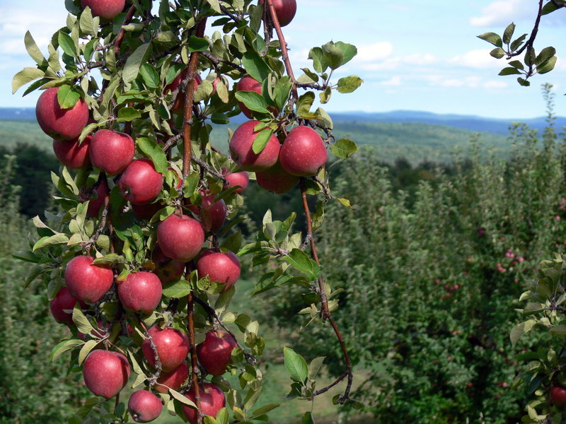 Local orchards report this year's crop to be a good one. Recent storms have had minimal effects.