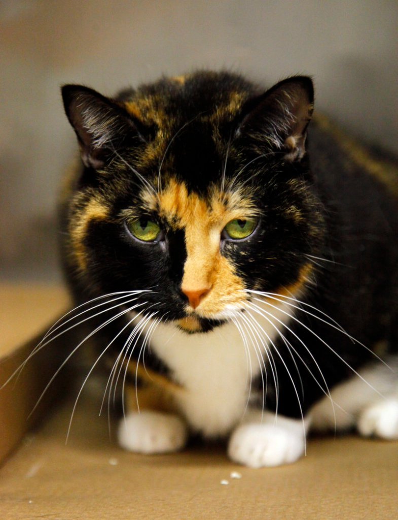 Willow, a 6-year calico cat that went missing from her Colorado home during a renovation 5 years ago, sits in a cage at her temporary home on Wednesday, Sept. 14, 2011, in New York s Animal Care and Control (ACC) facility. Willow, found as a stray in Manhattan and brought to ACC, had been tagged with an identification microchip and will soon be reunited with her owners.